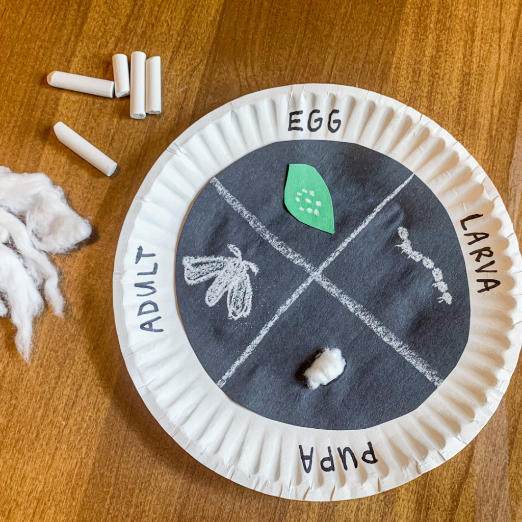 silk worm life cycle