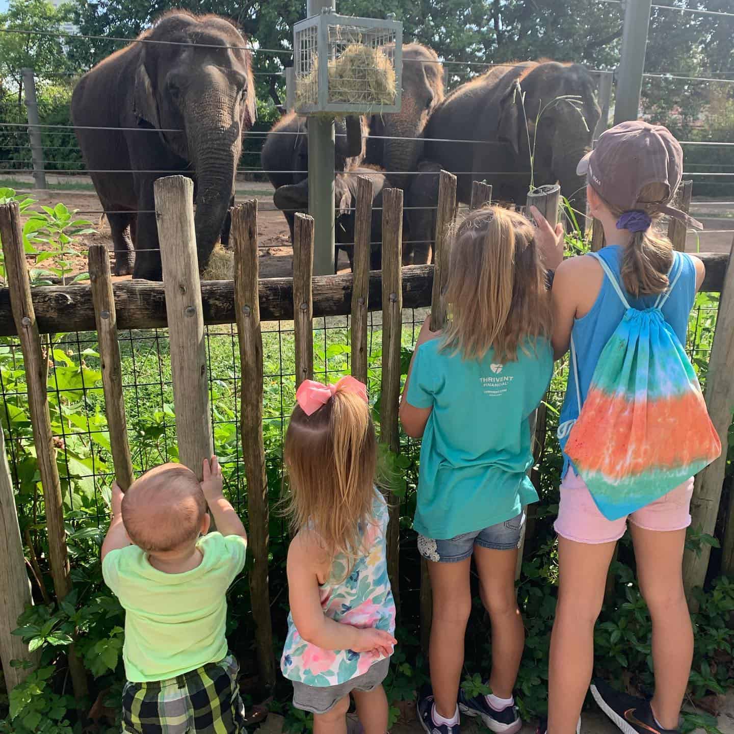 Simply Learning Together Zoo Trip Elephants viewing at a zoo with children observing behind a wooden fence.